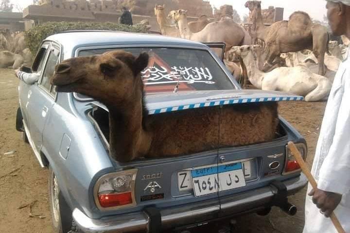 Morning Camel Market & Giza Pyramids Private Tour — Camel Ride at the Great Pyramids photo 1