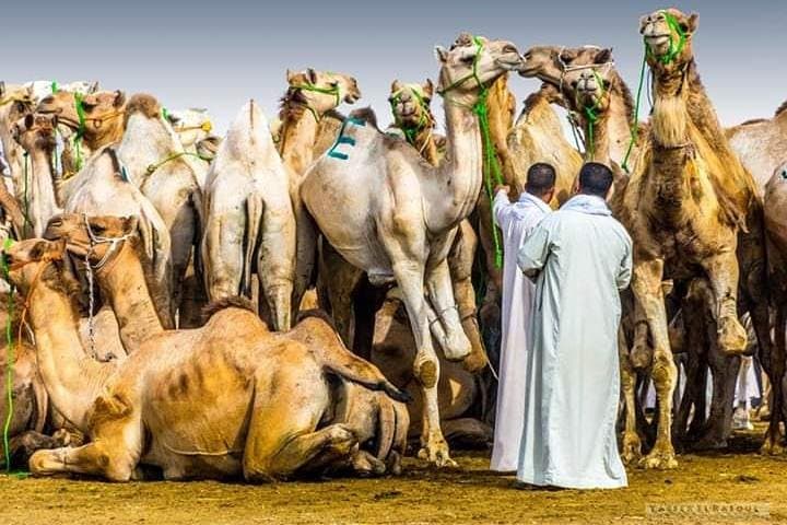 Morning Camel Market & Giza Pyramids Private Tour — Camel Ride at the Great Pyramids photo 2