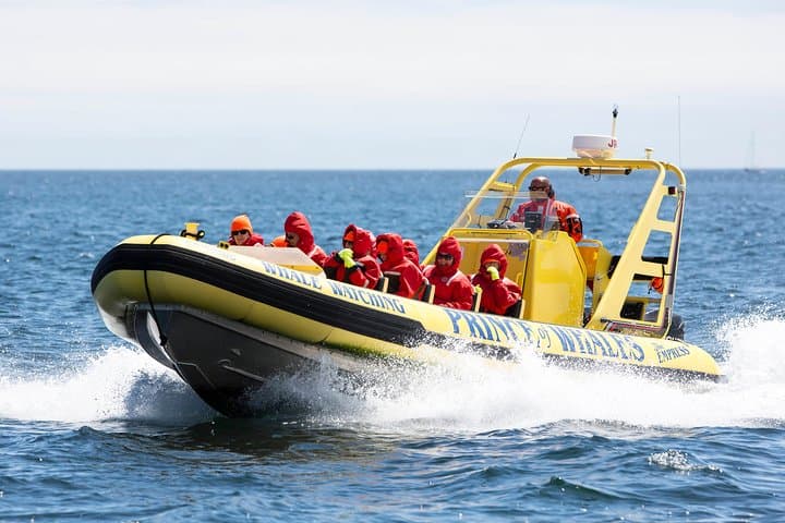 Victoria Zodiac Whale-Watching Adventure — Inner Harbour to Ogden Point photo 2