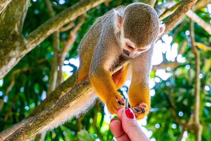 Monkeyland & Plantation Safari — Squirrel Monkeys, Coffee & Country Life photo 2