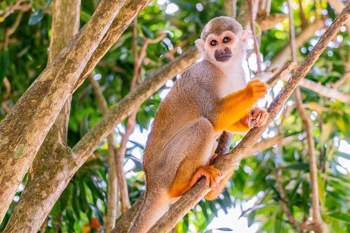 Monkeyland & Plantation Safari — Squirrel Monkeys, Coffee & Country Life photo 4
