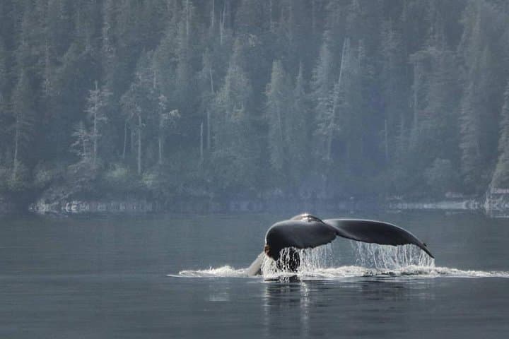 Half-Day Whale Watching in Johnstone Strait from Telegraph Cove photo 3