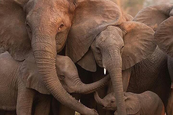 6-Day Tanzania Budget Camping Safari: Tarangire, Serengeti, Ngorongoro & Lake Manyara
