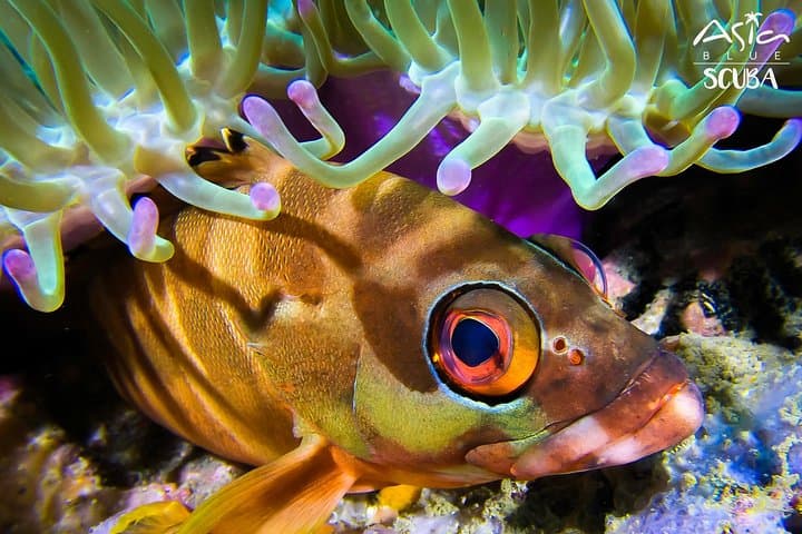 Advance Your Scuba: 2-Day PADI Advanced Open Water Course in Koh Phangan photo 3