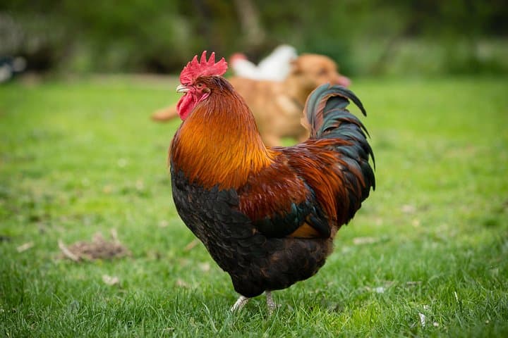 Hands-On Farm Adventure at Edermühle: Feed, Pet & Learn in Lower Austria photo 4