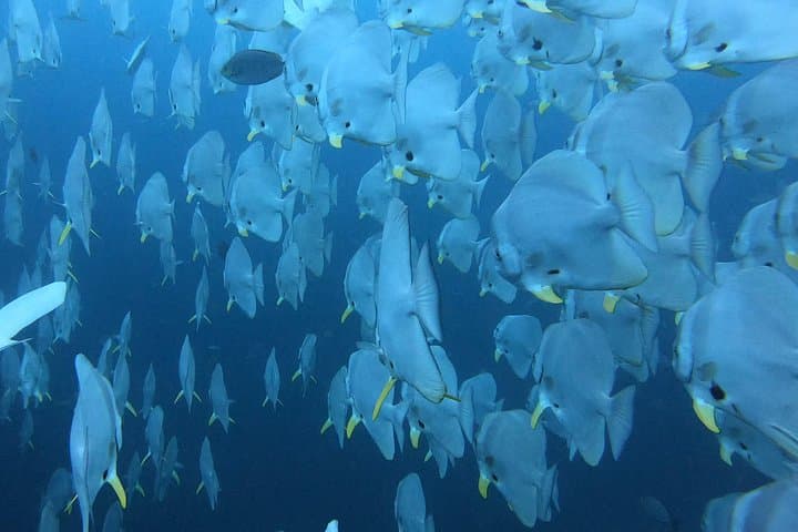 PADI Scuba Diver Course in Koh Phangan — 2-Day Beginner Certification to 12m/40ft