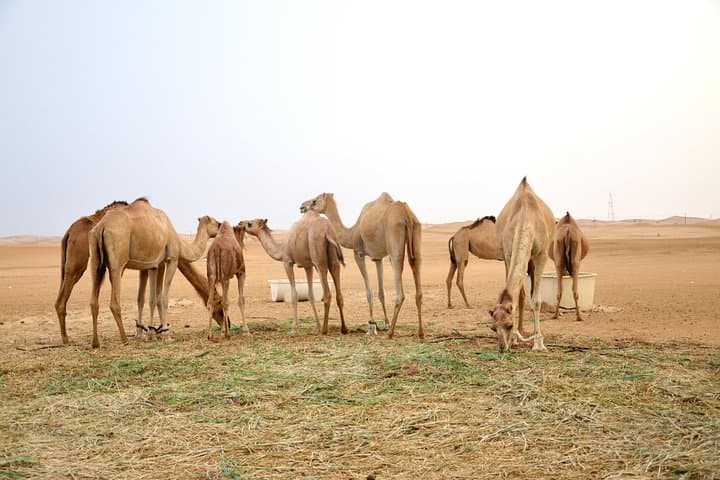 Abu Dhabi Morning Safari: Dune Bashing, Camel Rides & Sandboarding photo 6