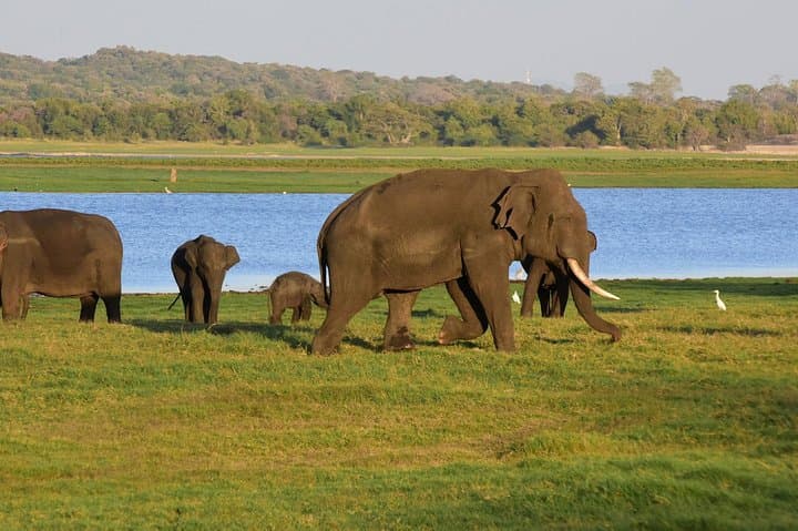 Private Jeep Safari to Minneriya, Kaudulla & Hurulu — Elephant Safari from Sigiriya photo 4