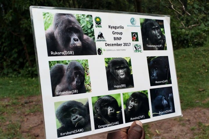 5-Day Gorilla Trekking and Ishasha Tree-Climbing Lions Safari photo 4