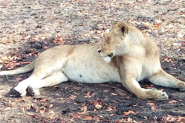 5-Day Gorilla Trekking and Ishasha Tree-Climbing Lions Safari photo 6