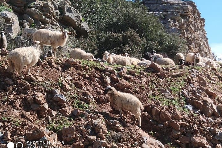 lasithi-plateau-traditional-villages-day-tour-from-agios-nikolaos photo 3