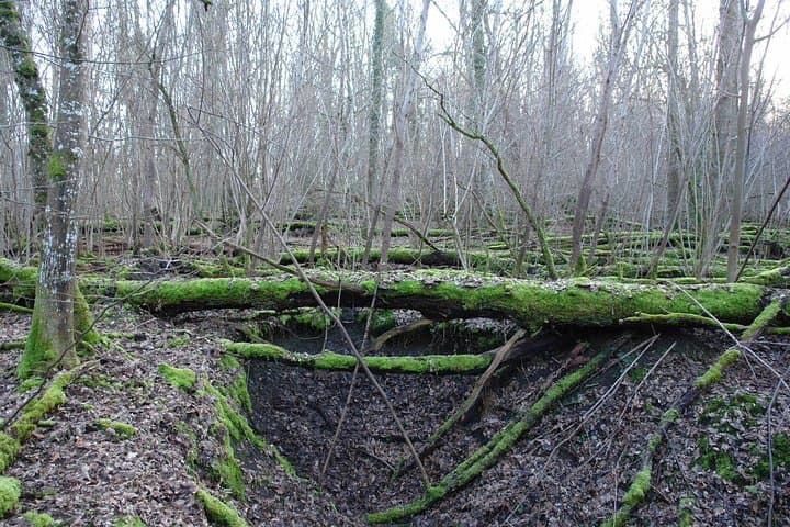 Argonne Forest WW1 Trench & Bunker Walk — Guided 3-Hour Battlefield Tour photo 4