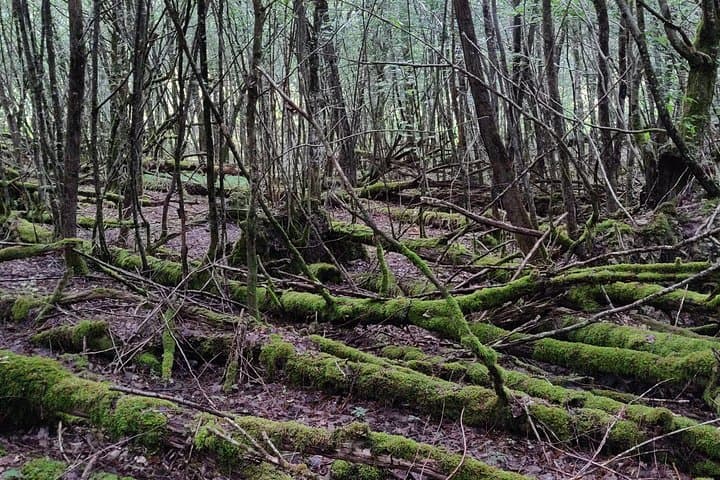 Argonne Forest WW1 Trench & Bunker Walk — Guided 3-Hour Battlefield Tour photo 5