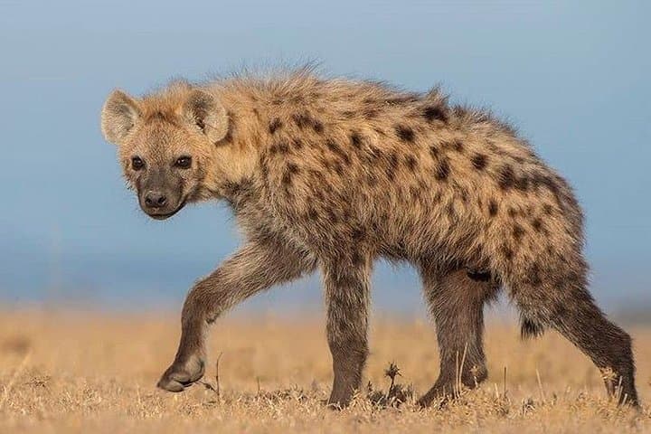 Tarangire Day Trip: Dry-Season Safari, Baobabs & River Wildlife photo 4