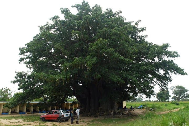 Fadiouth Shell Island Day Trip from Dakar: Joal’s Oyster-Covered Village & Sacred Baobab photo 4