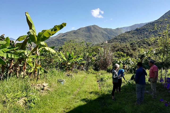 Cacao Farm Tour in the Jungle of Cusco: Full-Day Chocolate Immersion