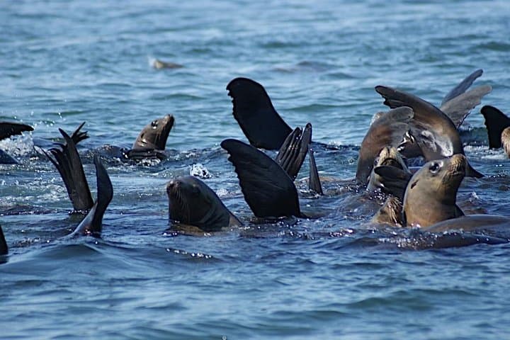 Private Sailing Tour of Bodega Bay — 3-Hour Coastal Cruise with Captain photo 2
