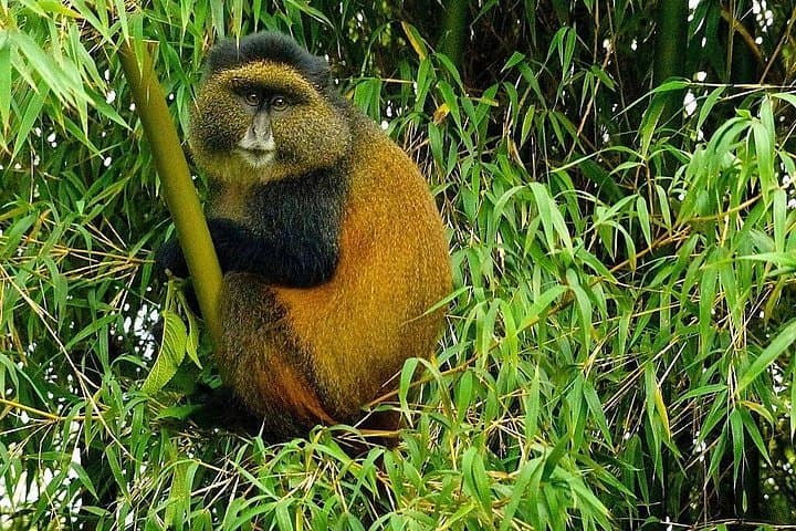 Gorilla Trekking in Rwanda: 5-Day Volcanoes National Park Adventure photo 2