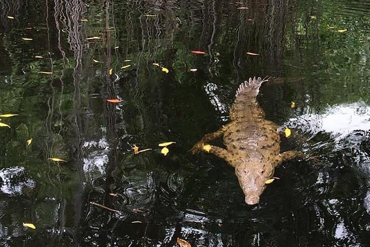 YS Falls & Black River Safari: Full-Day Boat Cruise and Waterfall Excursion from Montego Bay photo 2