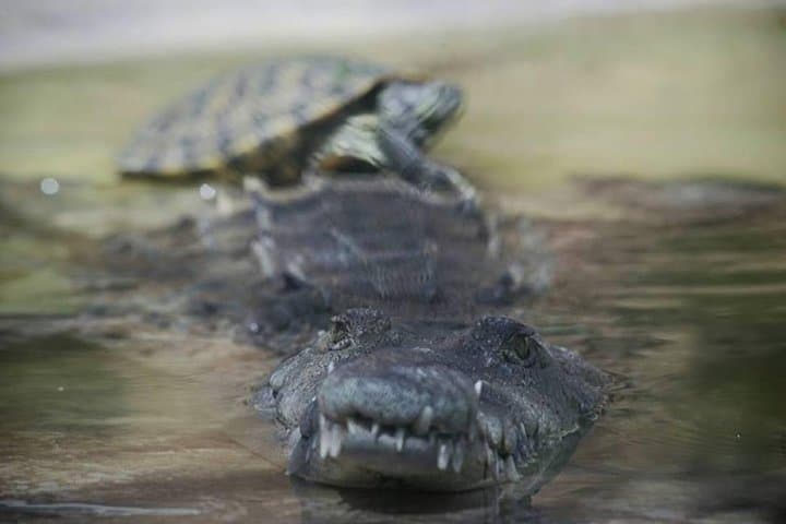 YS Falls & Black River Safari: Full-Day Boat Cruise and Waterfall Excursion from Montego Bay photo 4