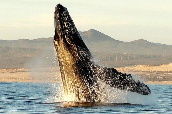 Gray Whale Watching in Lopez Mateos: Magdalena Bay Close‑Encounter Cruise