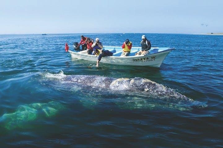 Gray Whale Watching in Lopez Mateos: Magdalena Bay Close‑Encounter Cruise photo 2