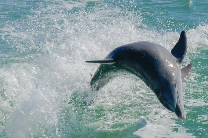 Egmont Key Snorkeling Dolphin Tour — Snorkel Historic Ruins and Grass Flats from Madeira Beach