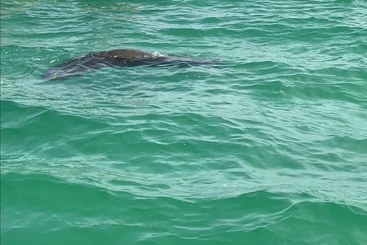Egmont Key Snorkeling Dolphin Tour — Snorkel Historic Ruins and Grass Flats from Madeira Beach photo 2