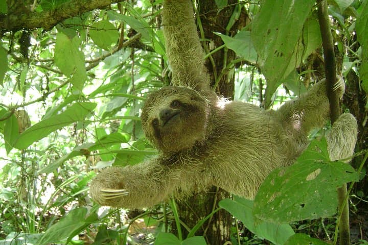 Sloth Park Adventure La Fortuna — Walk with Sloths and Make Cane Juice photo 3