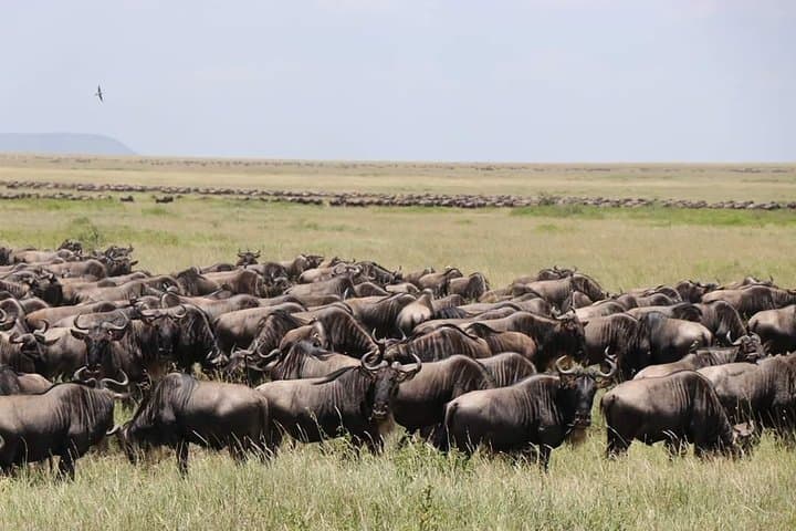 6-Day Big Five Tanzania Safari — Tarangire, Serengeti & Ngorongoro photo 3