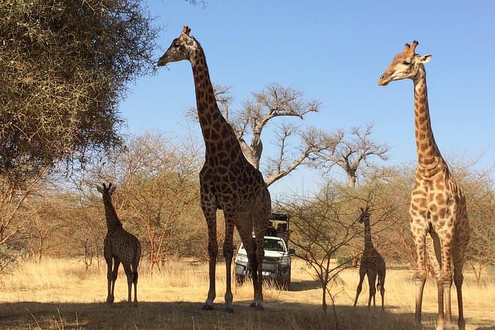 Private Bandia Reserve Safari from Dakar — Guided 4x4 Wildlife Tour