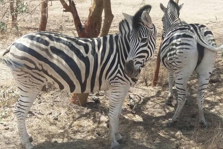 Private Bandia Reserve Safari from Dakar — Guided 4x4 Wildlife Tour photo 2