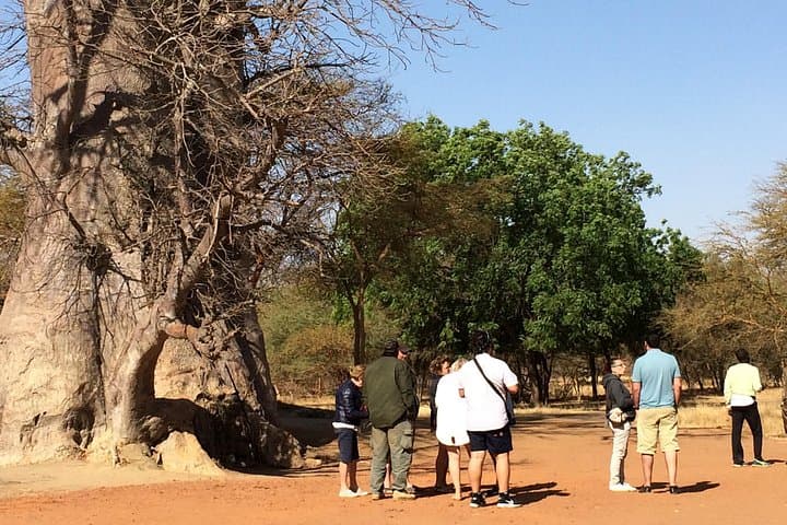 Private Bandia Reserve Safari from Dakar — Guided 4x4 Wildlife Tour photo 3