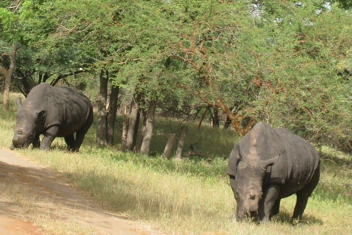 Private Bandia Reserve Safari from Dakar — Guided 4x4 Wildlife Tour photo 4