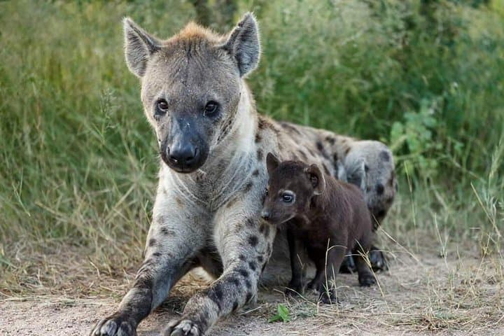 5-Day Join Group Safari Tour Tanzania photo 6