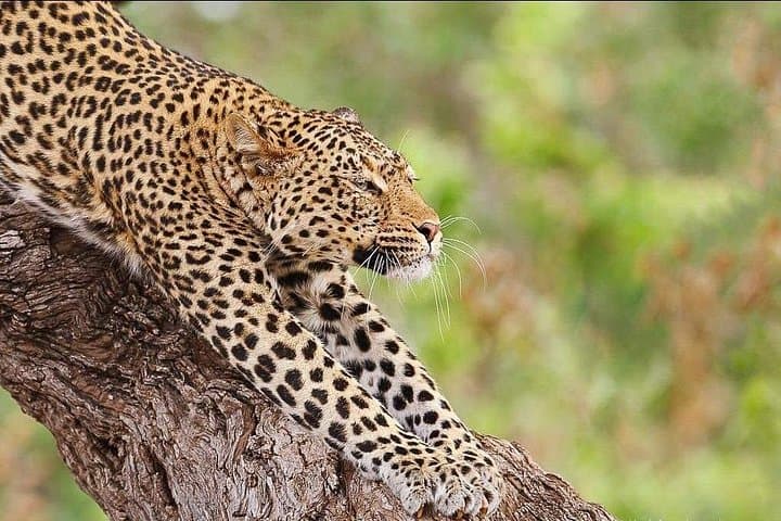 7-Day Great Migration Safari in Tanzania — Tarangire, Serengeti & Ngorongoro