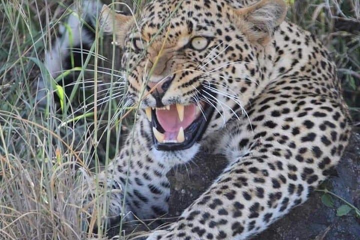 Two-Day Private Safari from Arusha to Tarangire & Ngorongoro Crater photo 1