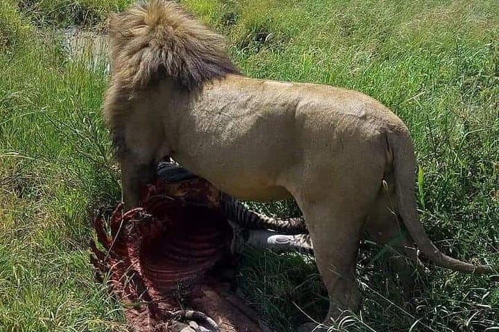 Two-Day Private Safari from Arusha to Tarangire & Ngorongoro Crater photo 2