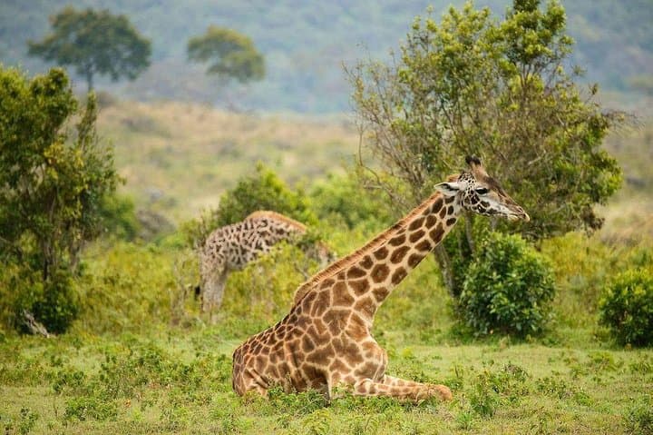 7-Day Tanzania Safari: Tarangire, Serengeti & Ngorongoro Itinerary