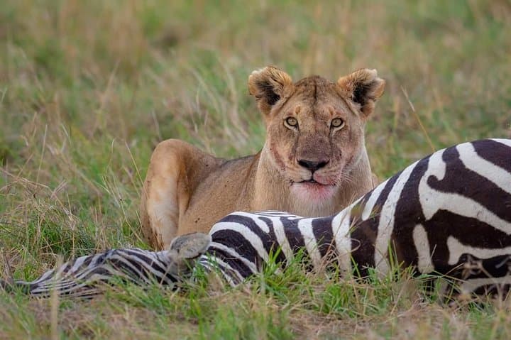 Budget 6-Day Mid-Range Tanzania Safari: Tarangire, Serengeti & Ngorongoro photo 3