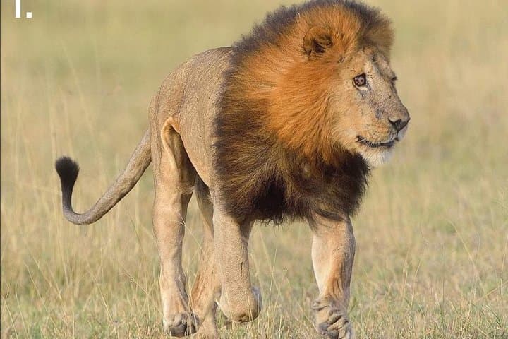 3-Day Tarangire, Ngorongoro & Lake Manyara Safari — Northern Tanzania Circuit photo 6