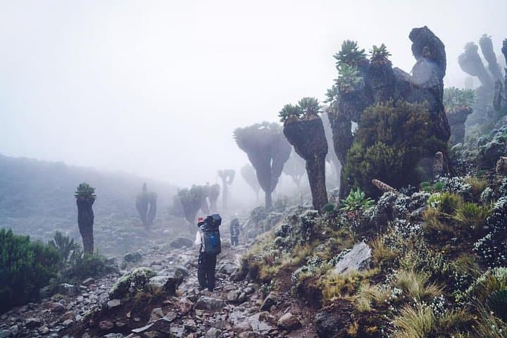 Climb Kilimanjaro via the Umbwe Route: 7-Day Steep Ascent to Uhuru Peak photo 2