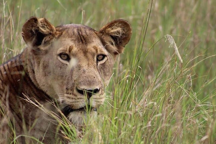 7-Day Private Mid-Range Big Five Safari in Northern Tanzania photo 2