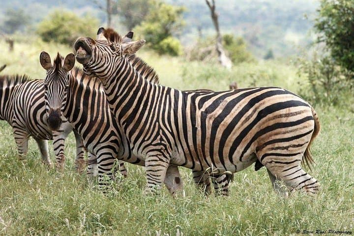3-Day Tarangire, Ngorongoro & Lake Manyara Safari — Northern Tanzania Circuit photo 5