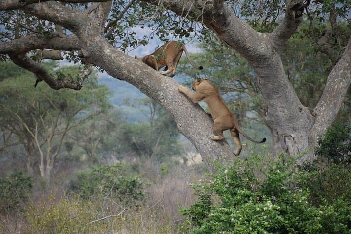 Budget 6-Day Mid-Range Tanzania Safari: Tarangire, Serengeti & Ngorongoro
