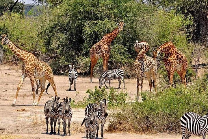4-Day Group Safari: Tarangire, Serengeti & Ngorongoro Adventure photo 3
