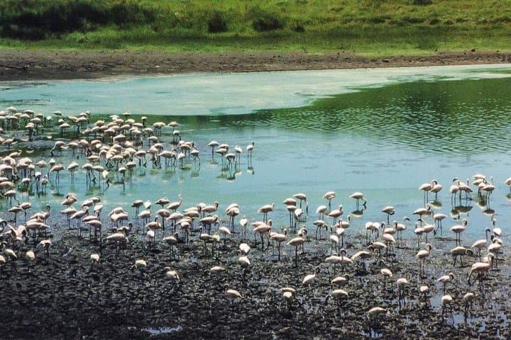 7-Day Private Mid-Range Big Five Safari in Northern Tanzania photo 5