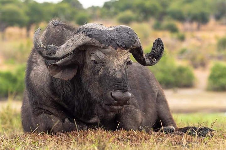 9-Day Budget Lodge Safari in Tanzania: Serengeti, Ngorongoro & Lake Manyara photo 2