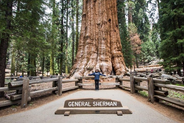 Private Guided Sequoia Hiking Tour — Giant Sequoias & Great Western Divide Views photo 5