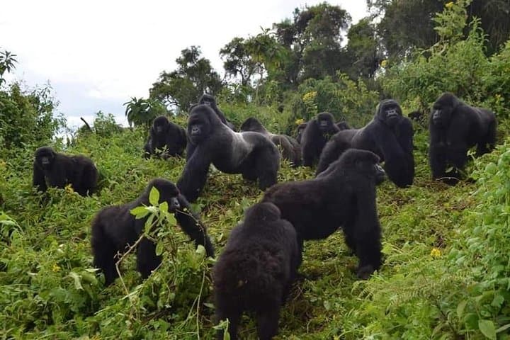 8-Day Rwanda Gorilla Trekking & Wildlife Adventure from Kigali